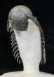 Flying Crotalocephalina Trilobite - Spectacular Prep! #18623-6
